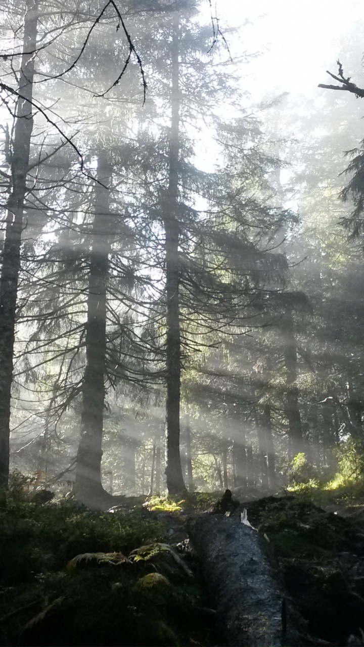 Green Trees on Forest During Daytime. Wallpaper in 720x1280 Resolution