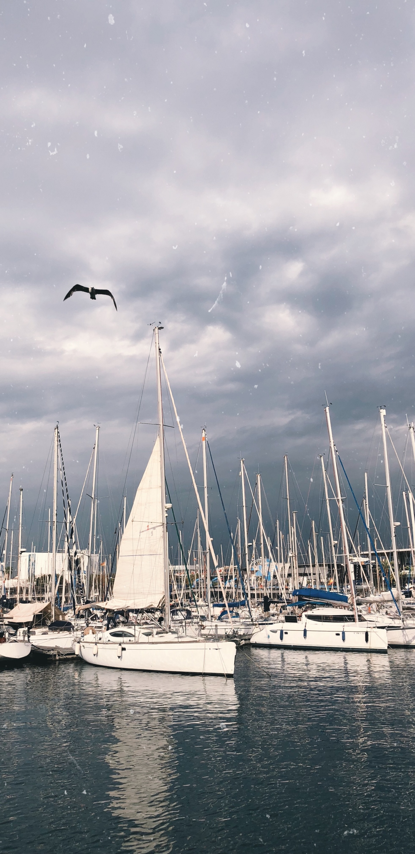 Segel, Cloud, Wasserfahrzeug, Boot, Mast. Wallpaper in 1440x2960 Resolution