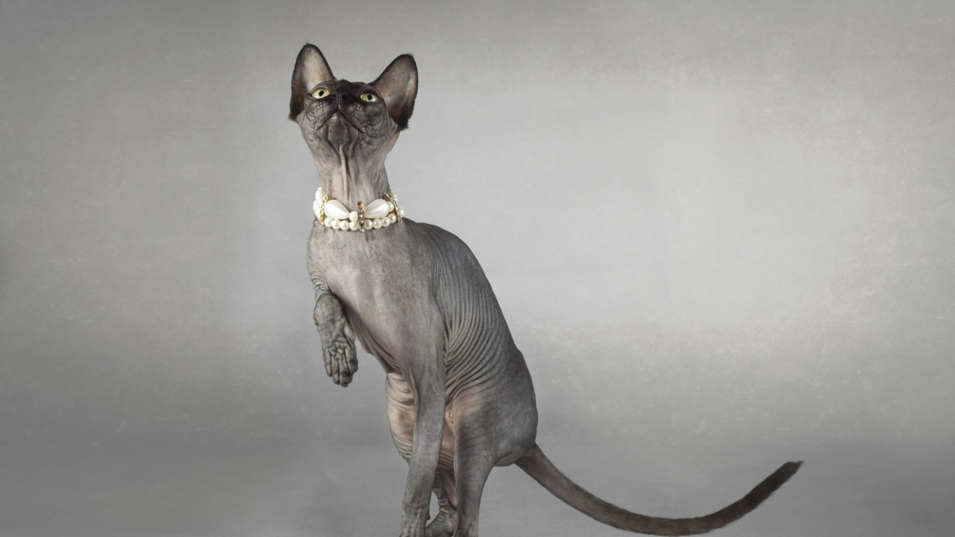 Figurine Chat Marron et Noir. Wallpaper in 1366x768 Resolution