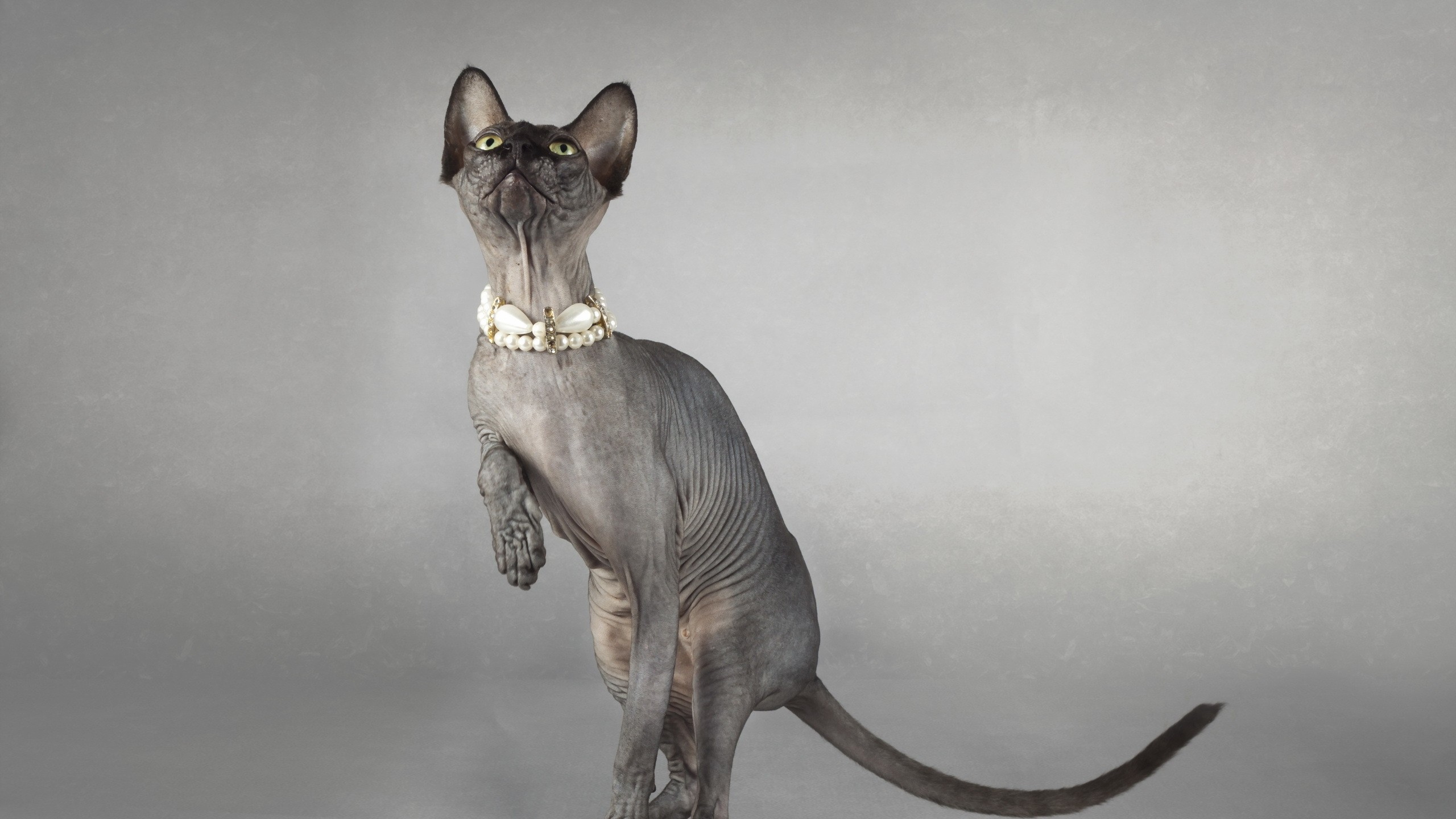 Figurine Chat Marron et Noir. Wallpaper in 2560x1440 Resolution