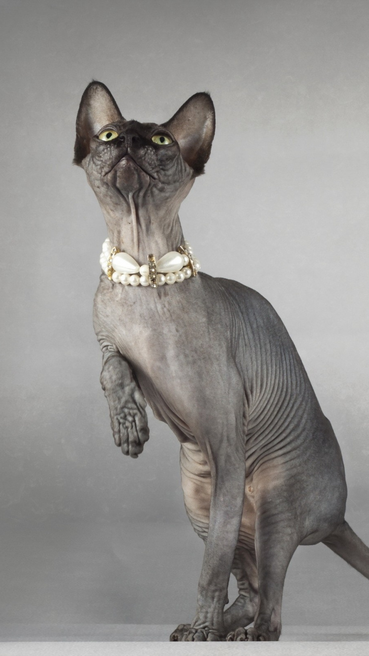 Figurine Chat Marron et Noir. Wallpaper in 750x1334 Resolution