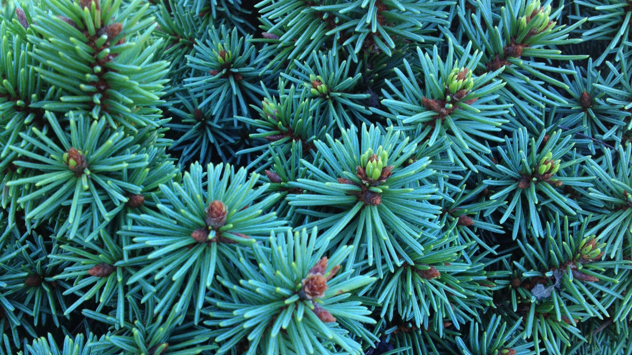 Plante Verte et Blanche Pendant la Journée. Wallpaper in 1280x720 Resolution