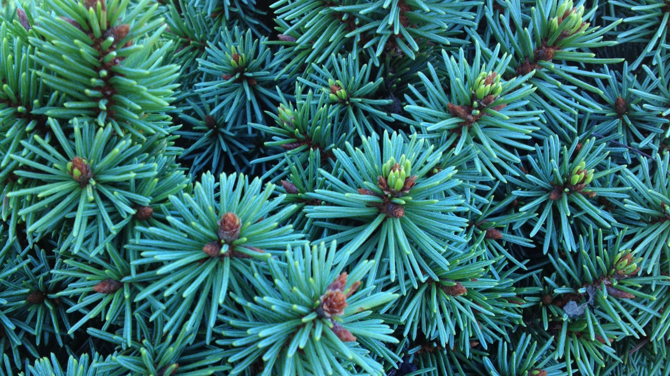 Plante Verte et Blanche Pendant la Journée. Wallpaper in 1366x768 Resolution