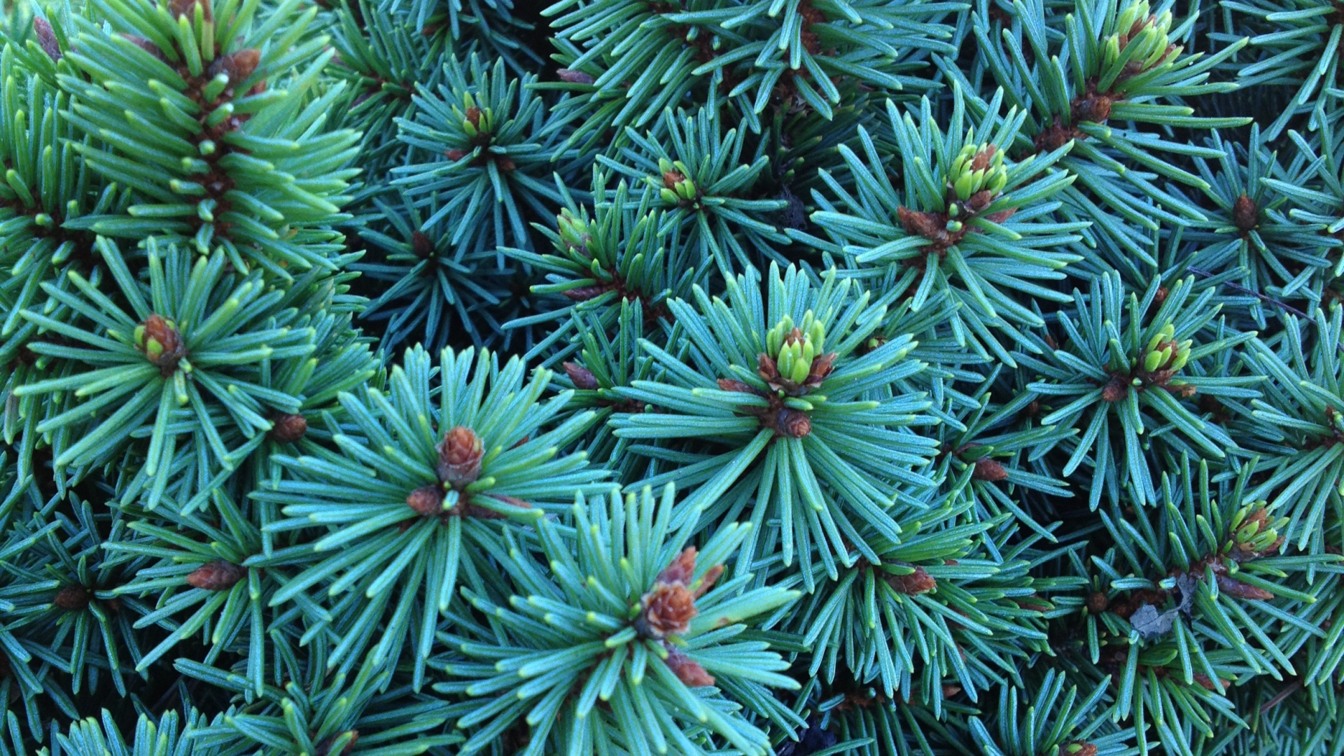 Plante Verte et Blanche Pendant la Journée. Wallpaper in 1920x1080 Resolution