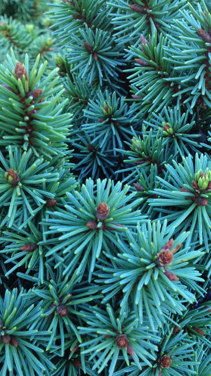 Green and White Plant During Daytime. Wallpaper in 720x1280 Resolution