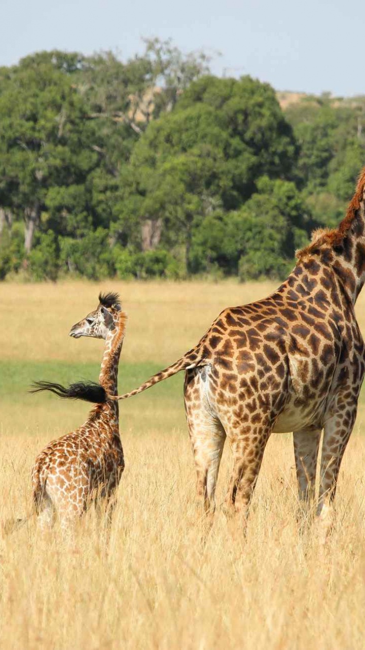 2 Girafes Sur Terrain D'herbe Brune Pendant la Journée. Wallpaper in 720x1280 Resolution