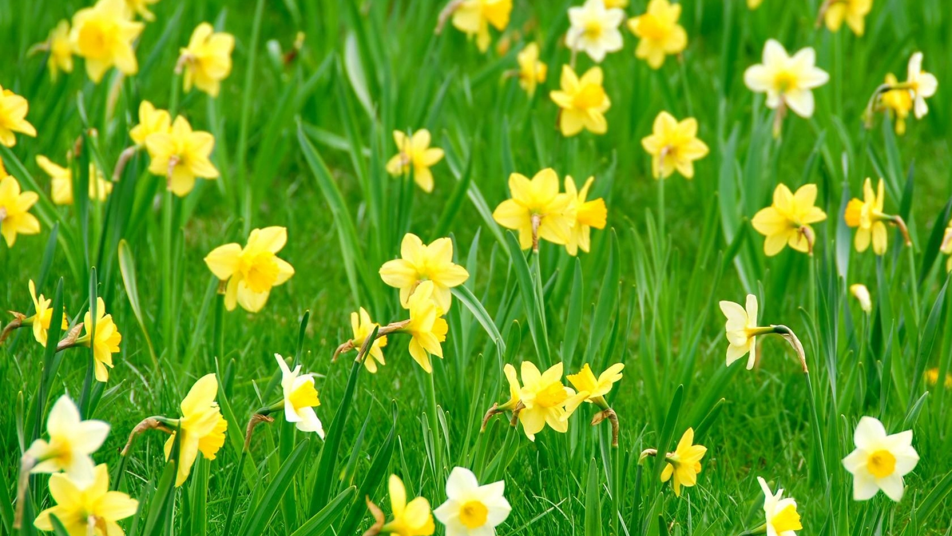 Gelbe Und Weiße Blumen Auf Grüner Wiese. Wallpaper in 1920x1080 Resolution