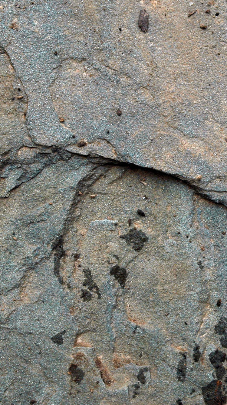 Fragmento de Piedra Marrón y Negra. Wallpaper in 750x1334 Resolution