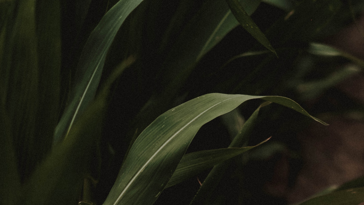 Feuille, Tige de la Plante, Green, Botanique, Obscurité. Wallpaper in 1280x720 Resolution