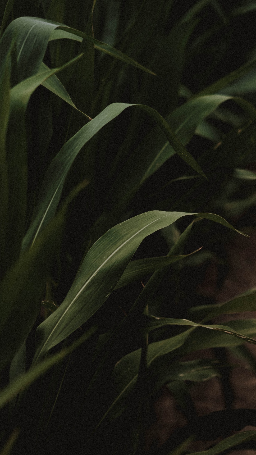 Leaf, Plant Stem, Green, Botany, Darkness. Wallpaper in 1080x1920 Resolution