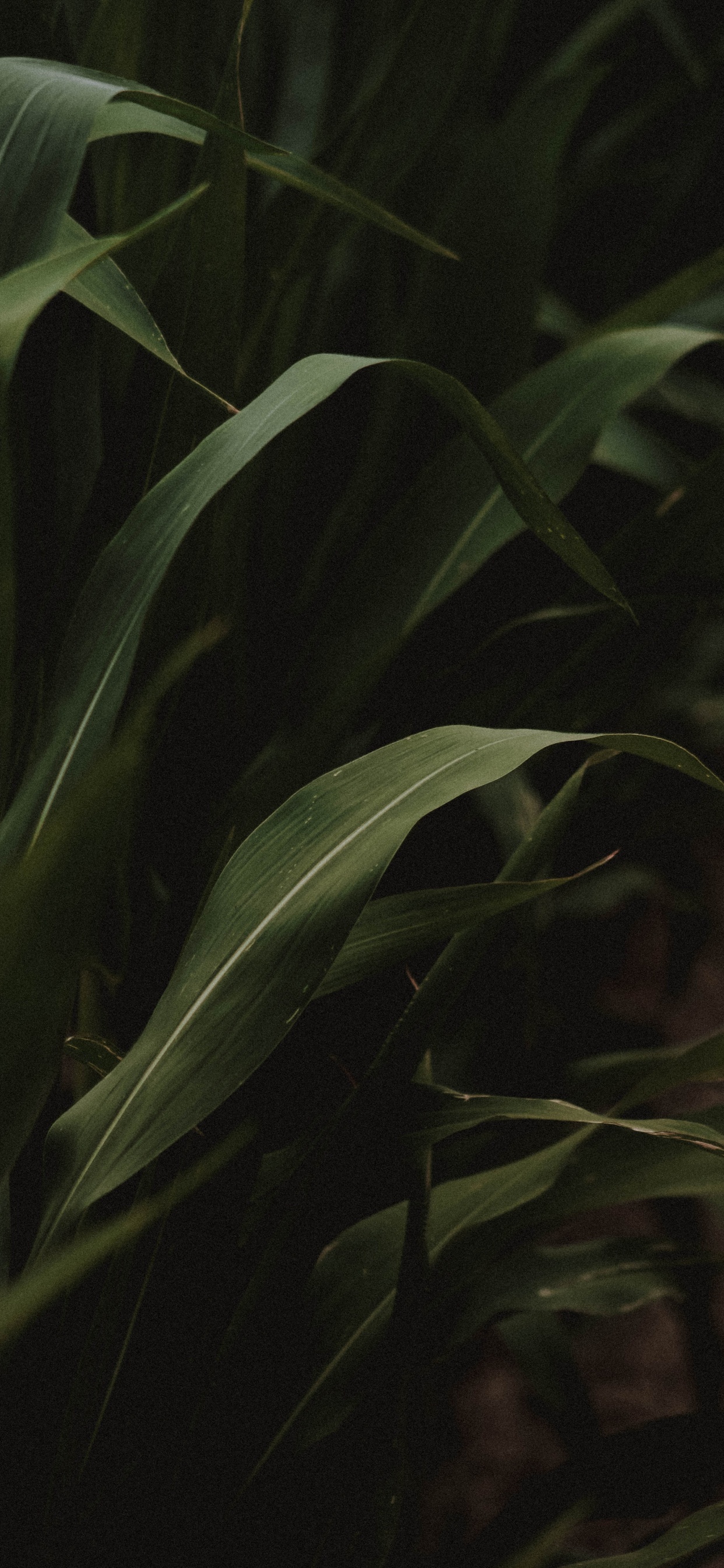Leaf, Plant Stem, Green, Botany, Darkness. Wallpaper in 1242x2688 Resolution