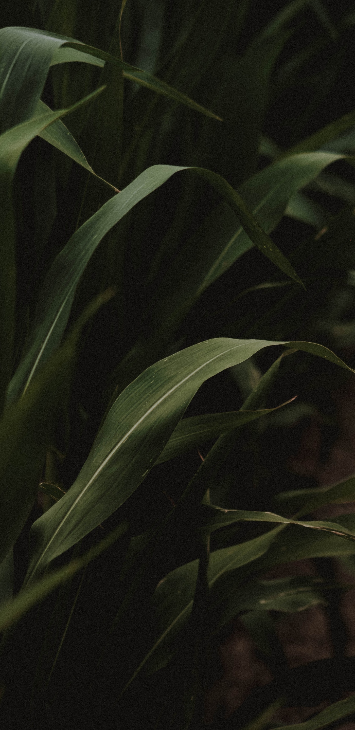 Leaf, Plant Stem, Green, Botany, Darkness. Wallpaper in 1440x2960 Resolution