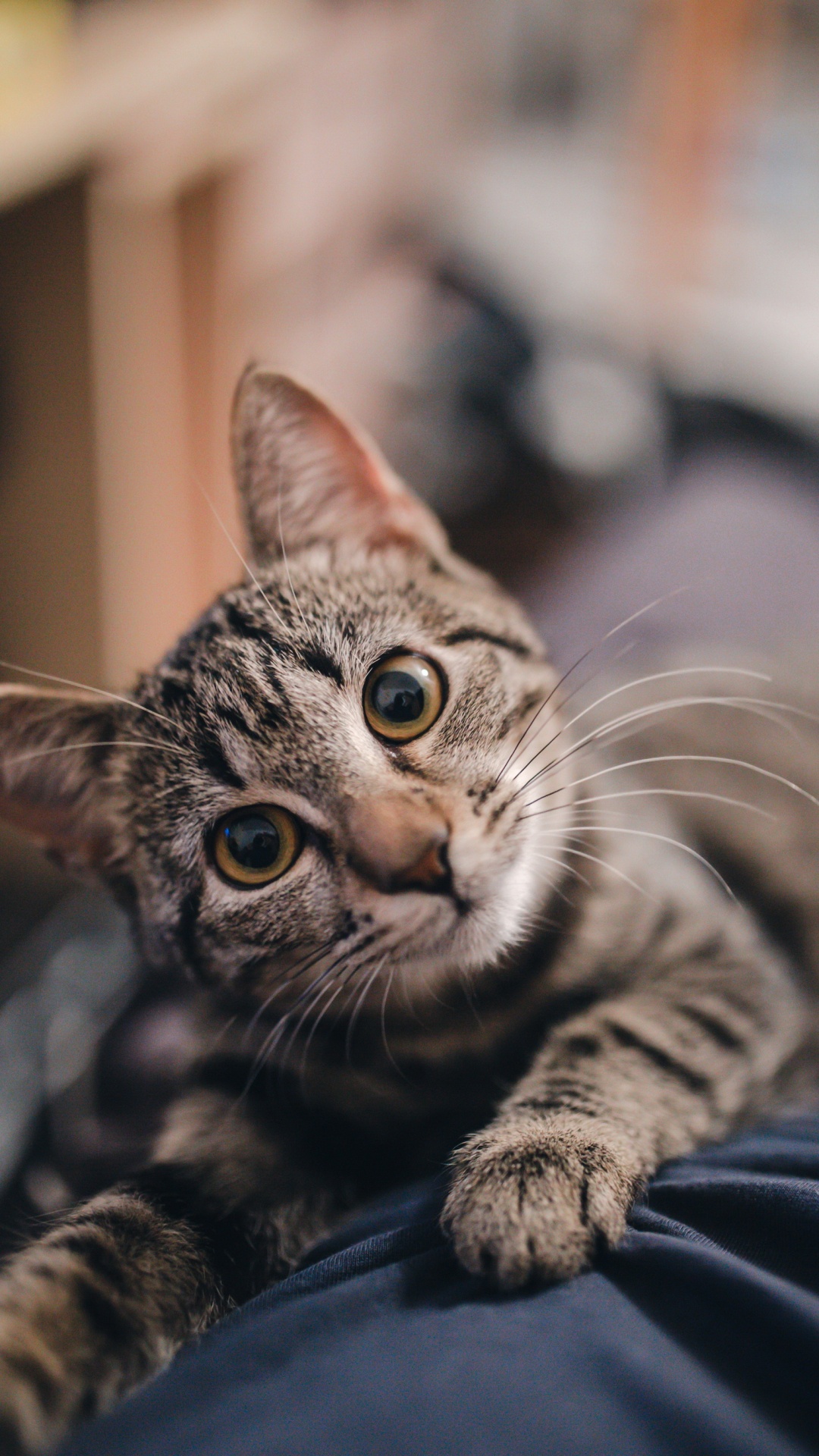 Cute Cats, Dragon Li, Great Dane, Kitten, Felidae. Wallpaper in 1080x1920 Resolution