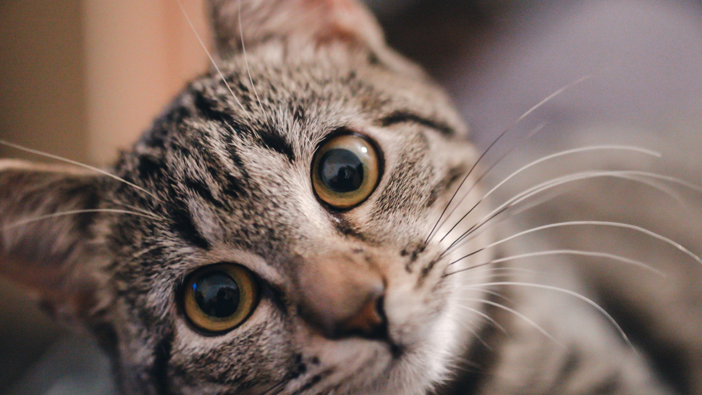 Cute Cats, Dragon Li, Great Dane, Kitten, Felidae. Wallpaper in 1366x768 Resolution