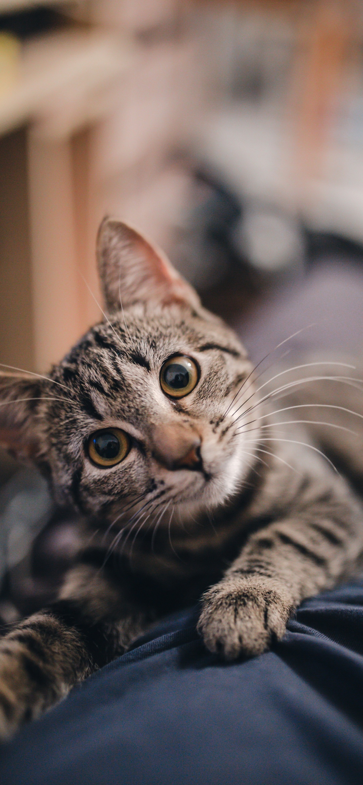 龙丽, 大丹犬, 小猫, 猫科, 可爱 壁纸 1242x2688 允许