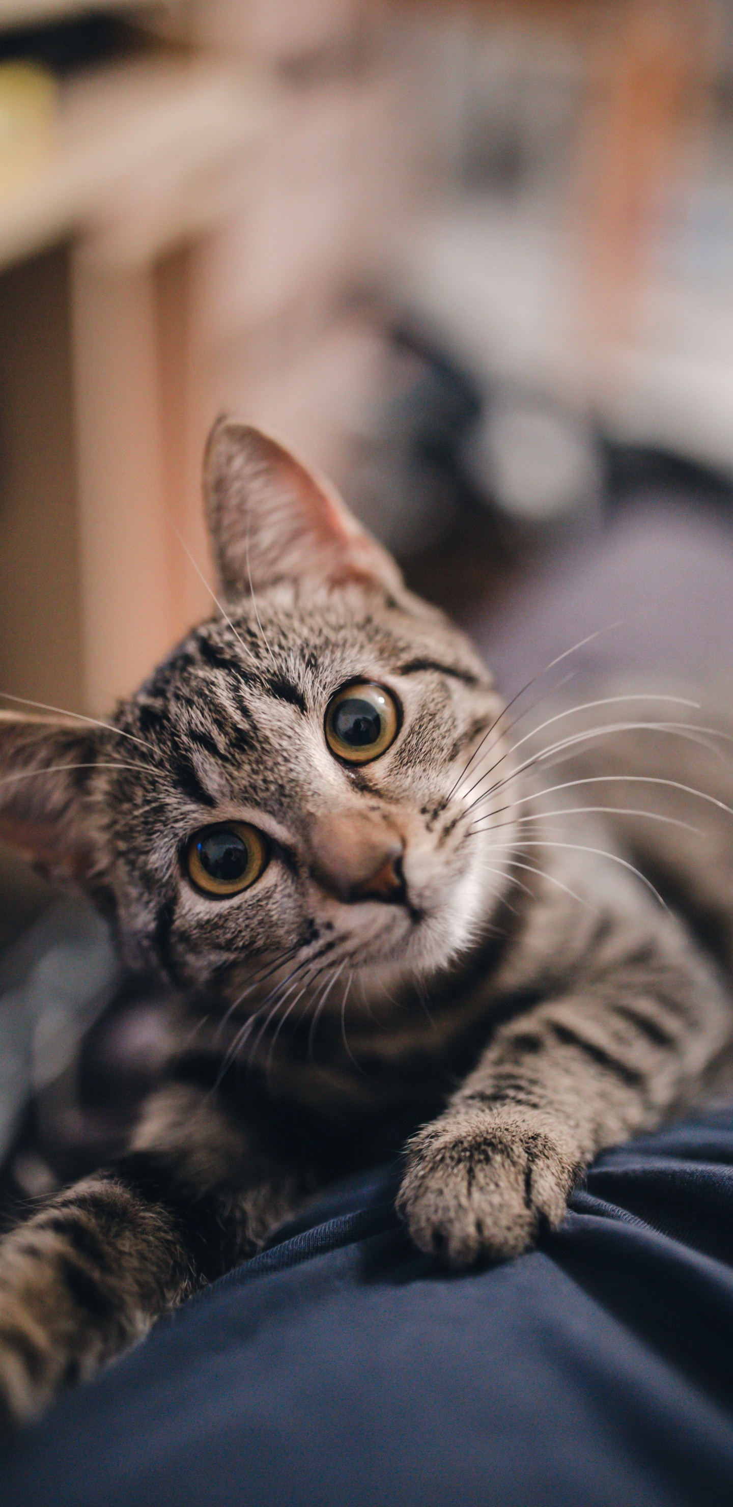 龙丽, 大丹犬, 小猫, 猫科, 可爱 壁纸 1440x2960 允许