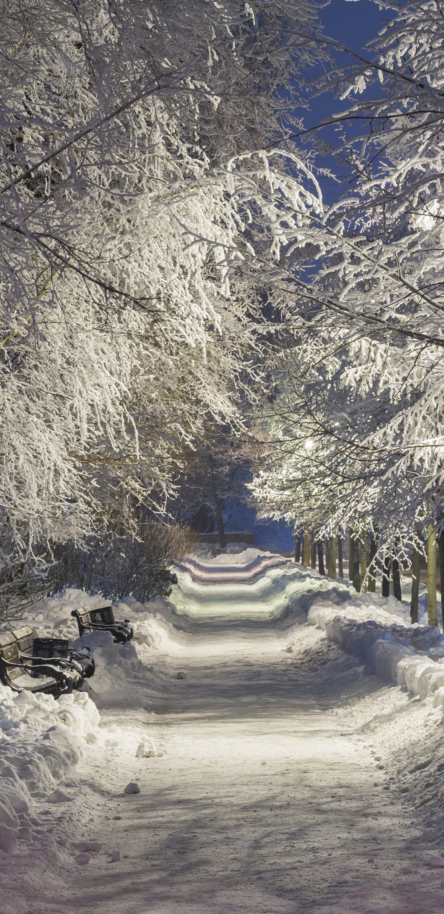 Camino Cubierto de Nieve Entre Árboles Durante el Día. Wallpaper in 1440x2960 Resolution