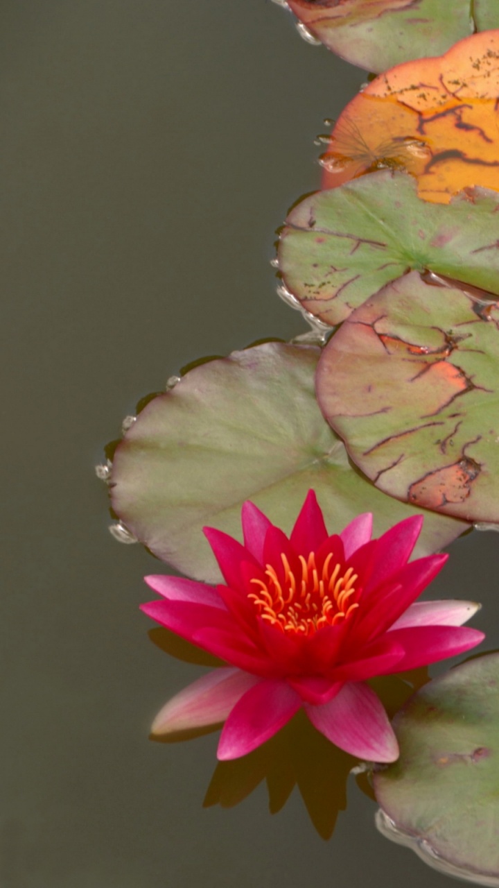 Nenúfares Rosados y Verdes en el Agua. Wallpaper in 720x1280 Resolution