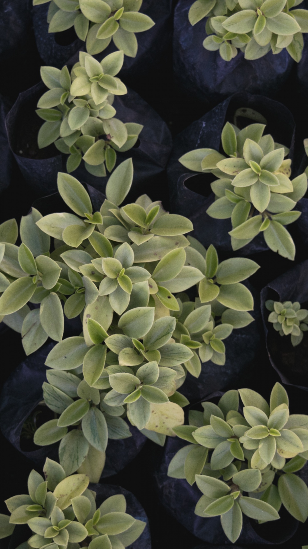 灌木, 地被, 显花植物, Subshrub, 草药 壁纸 1080x1920 允许