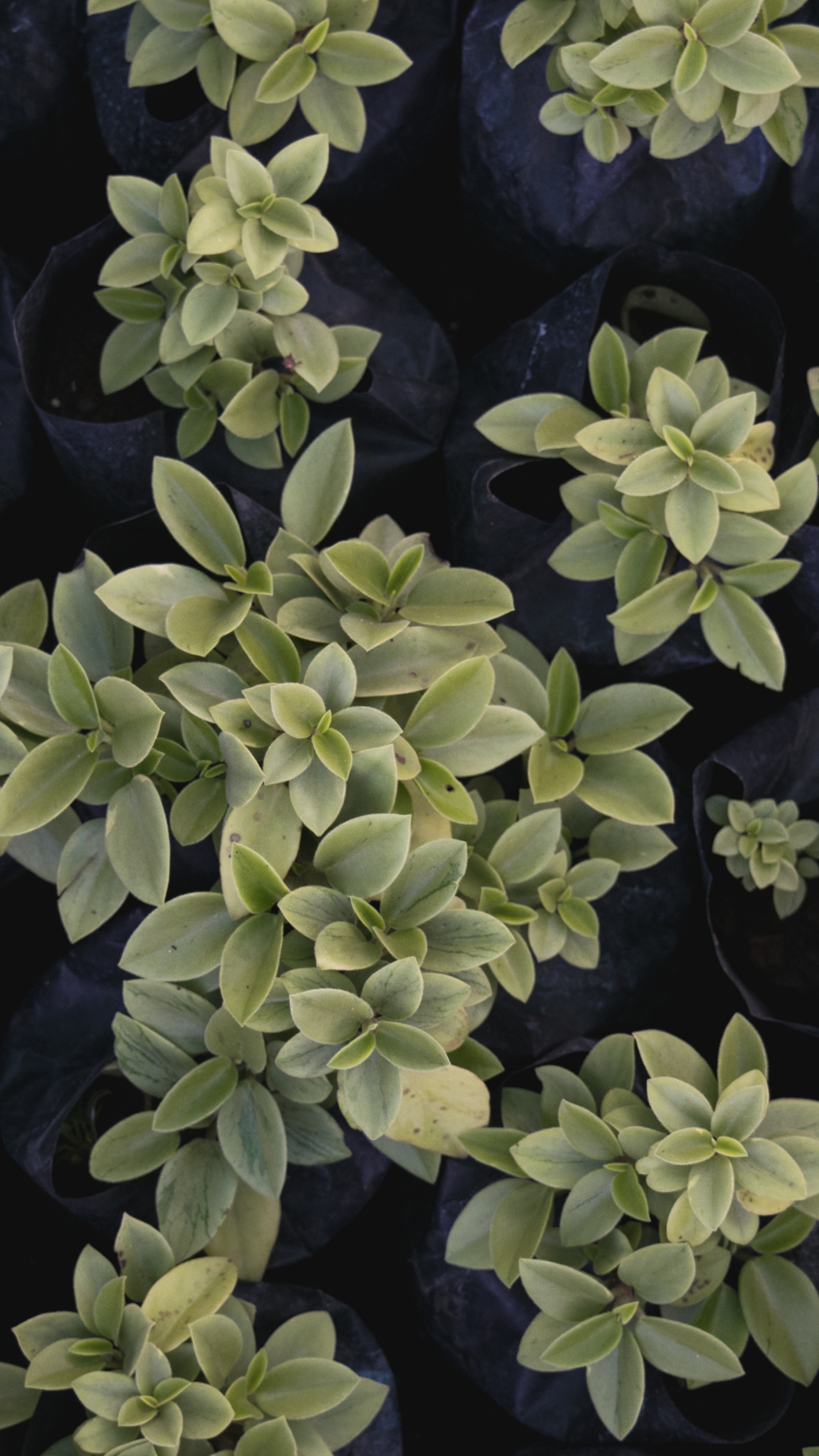 Green Plant on Black Stone. Wallpaper in 1440x2560 Resolution