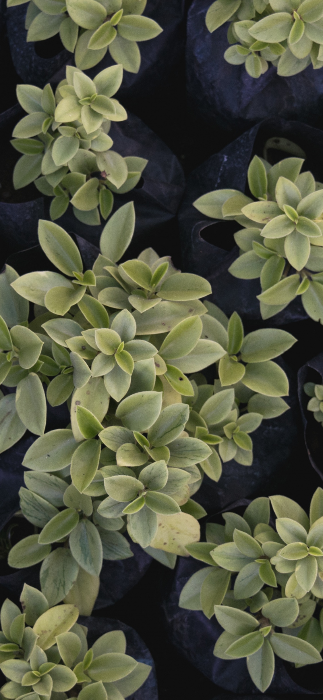 Plante Verte Sur Pierre Noire. Wallpaper in 1125x2436 Resolution