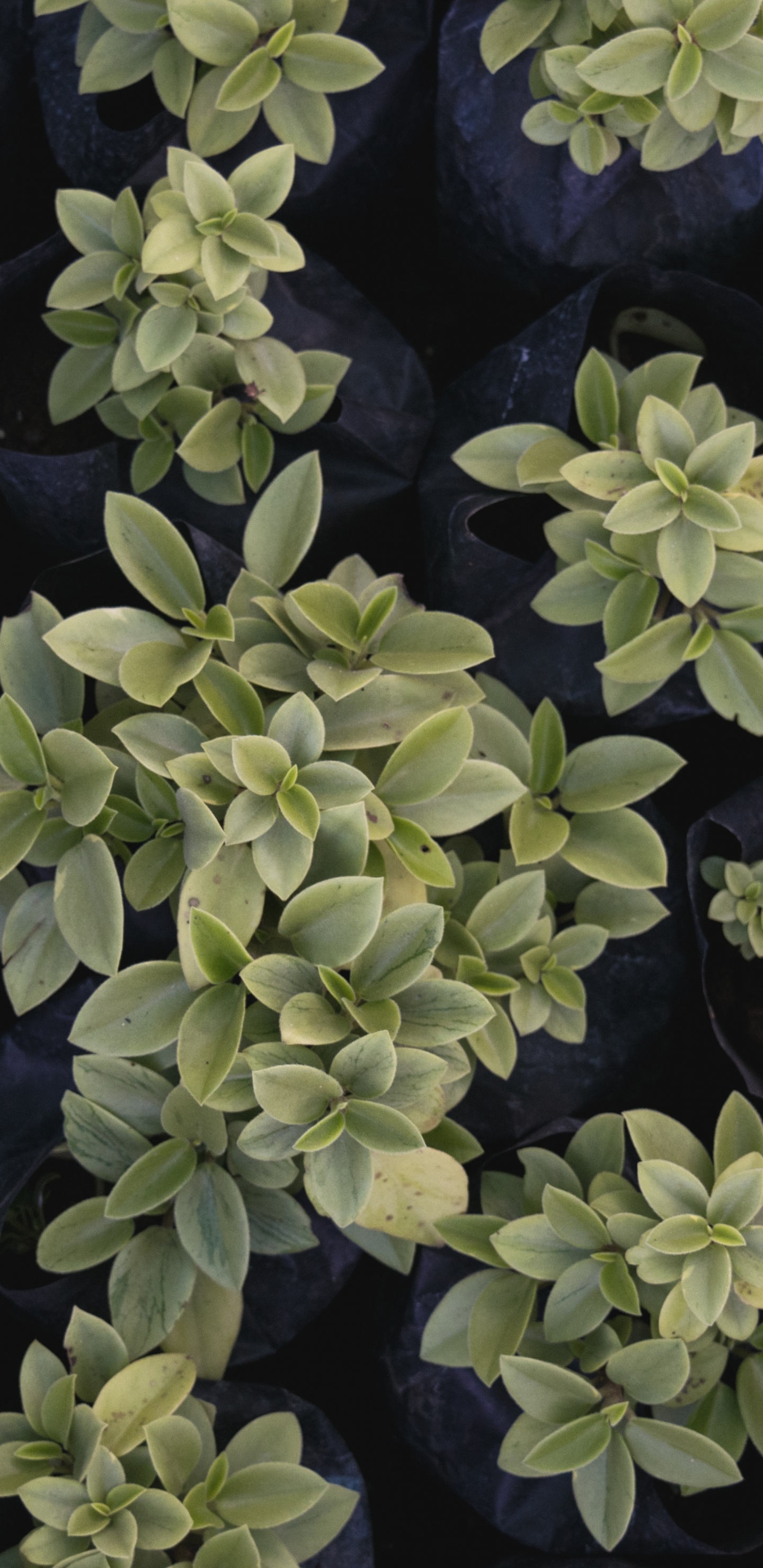 Plante Verte Sur Pierre Noire. Wallpaper in 1440x2960 Resolution