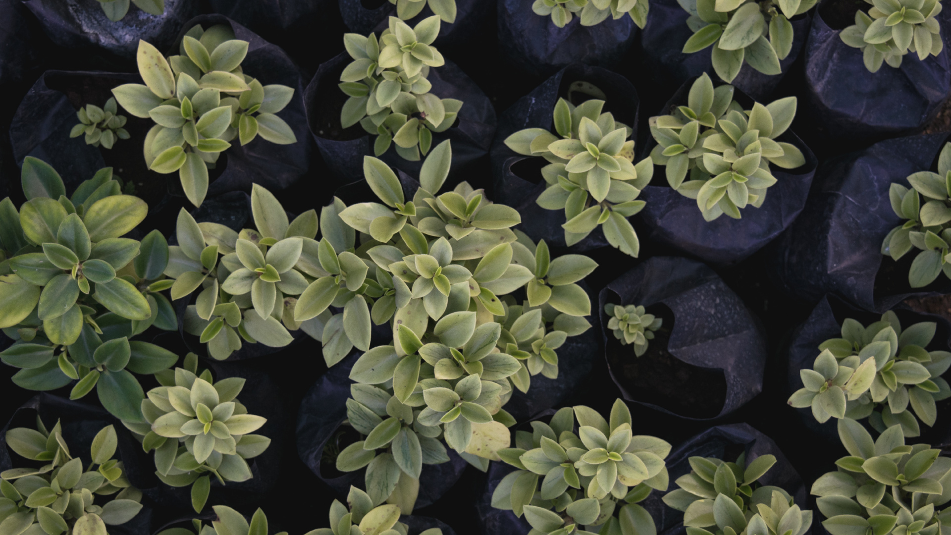 Plante Verte Sur Pierre Noire. Wallpaper in 1920x1080 Resolution