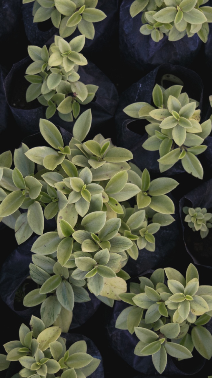 Plante Verte Sur Pierre Noire. Wallpaper in 720x1280 Resolution