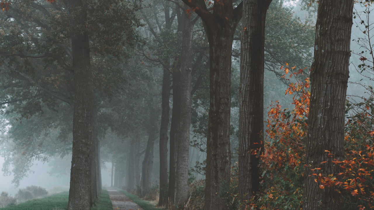 Baum, Natur, Naturlandschaft, Blatt, Herbst. Wallpaper in 1280x720 Resolution