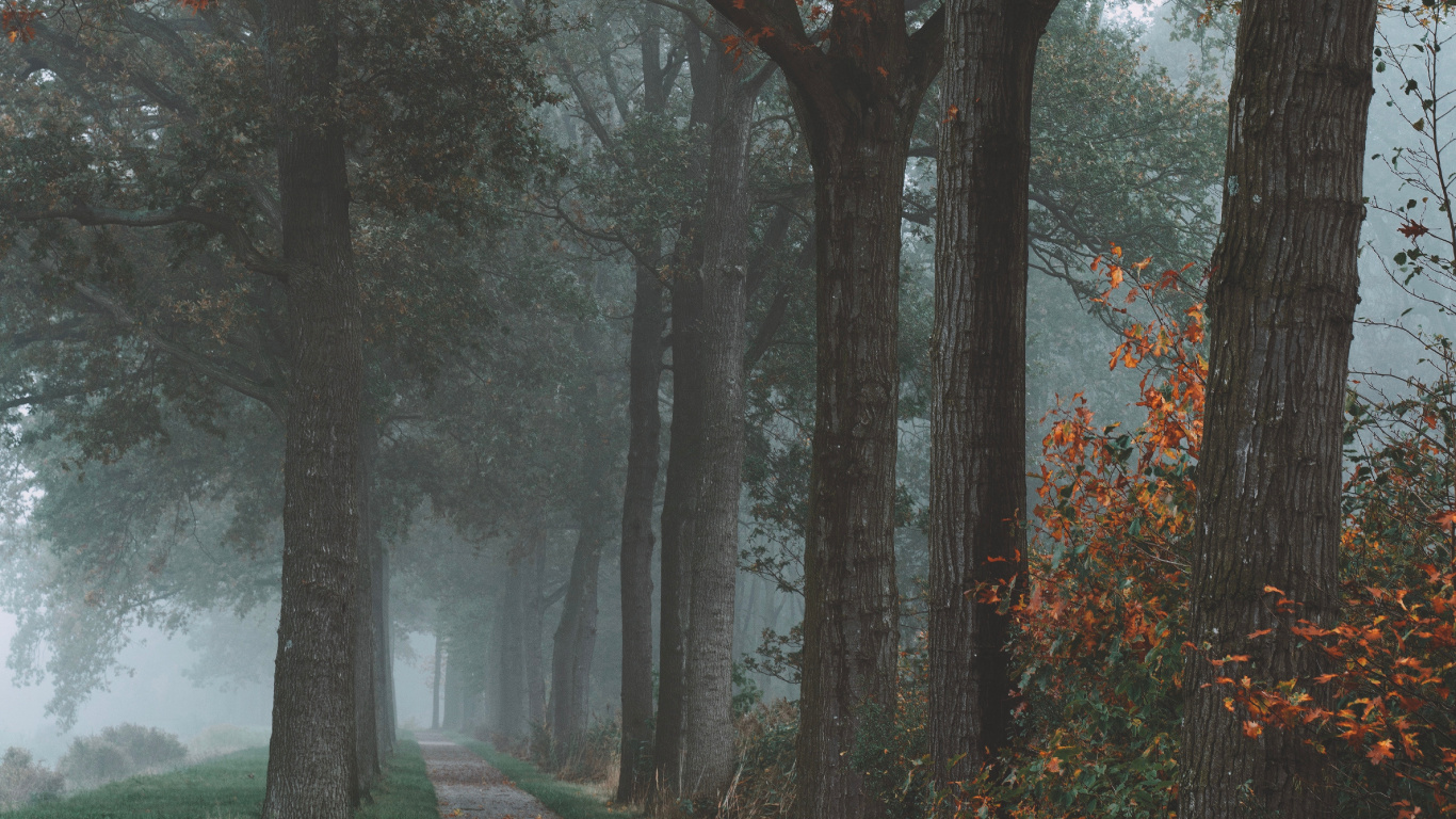 Baum, Natur, Naturlandschaft, Blatt, Herbst. Wallpaper in 1366x768 Resolution