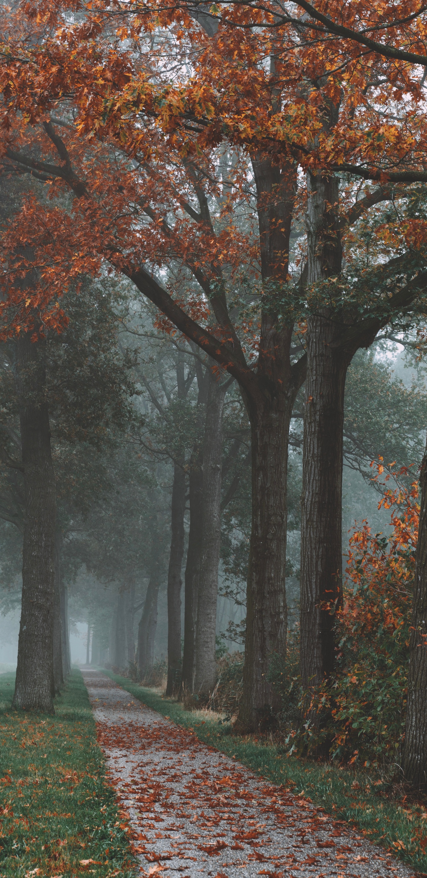 Baum, Natur, Naturlandschaft, Blatt, Herbst. Wallpaper in 1440x2960 Resolution