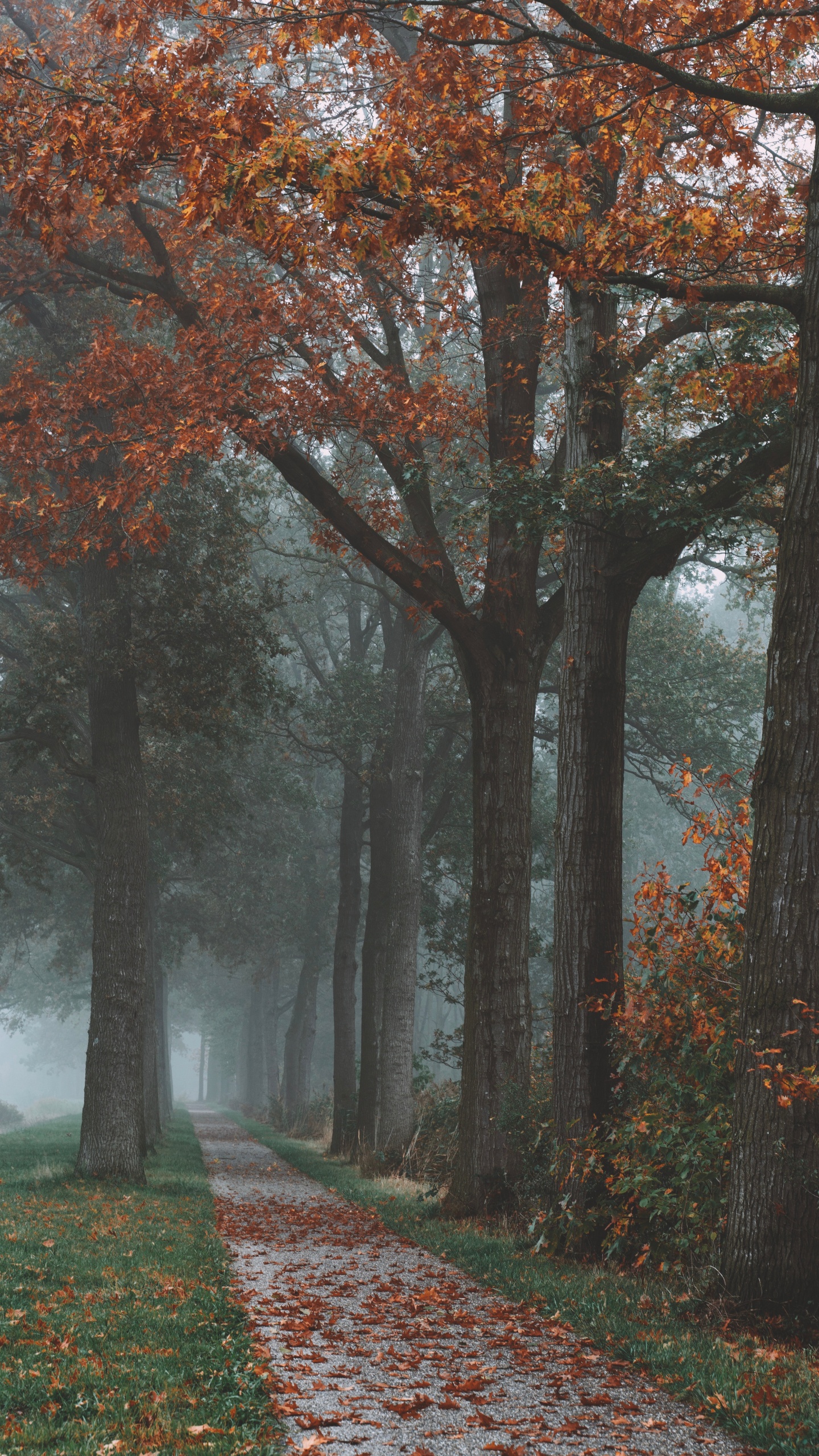 Nature, Paysage Naturel, Feuille, Feuilles Caduques, Brouillard. Wallpaper in 1440x2560 Resolution