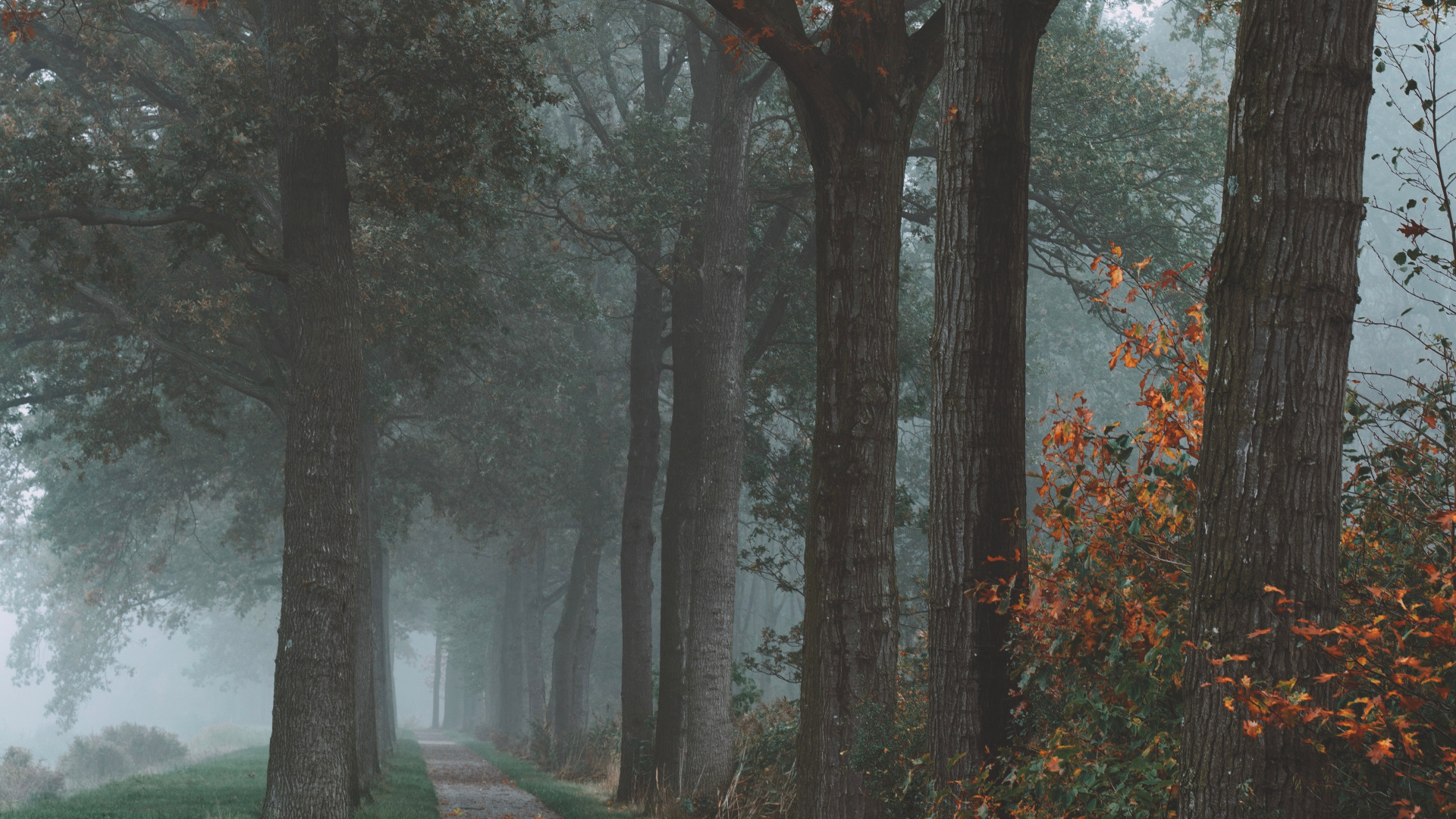 Nature, Paysage Naturel, Feuille, Feuilles Caduques, Brouillard. Wallpaper in 1920x1080 Resolution