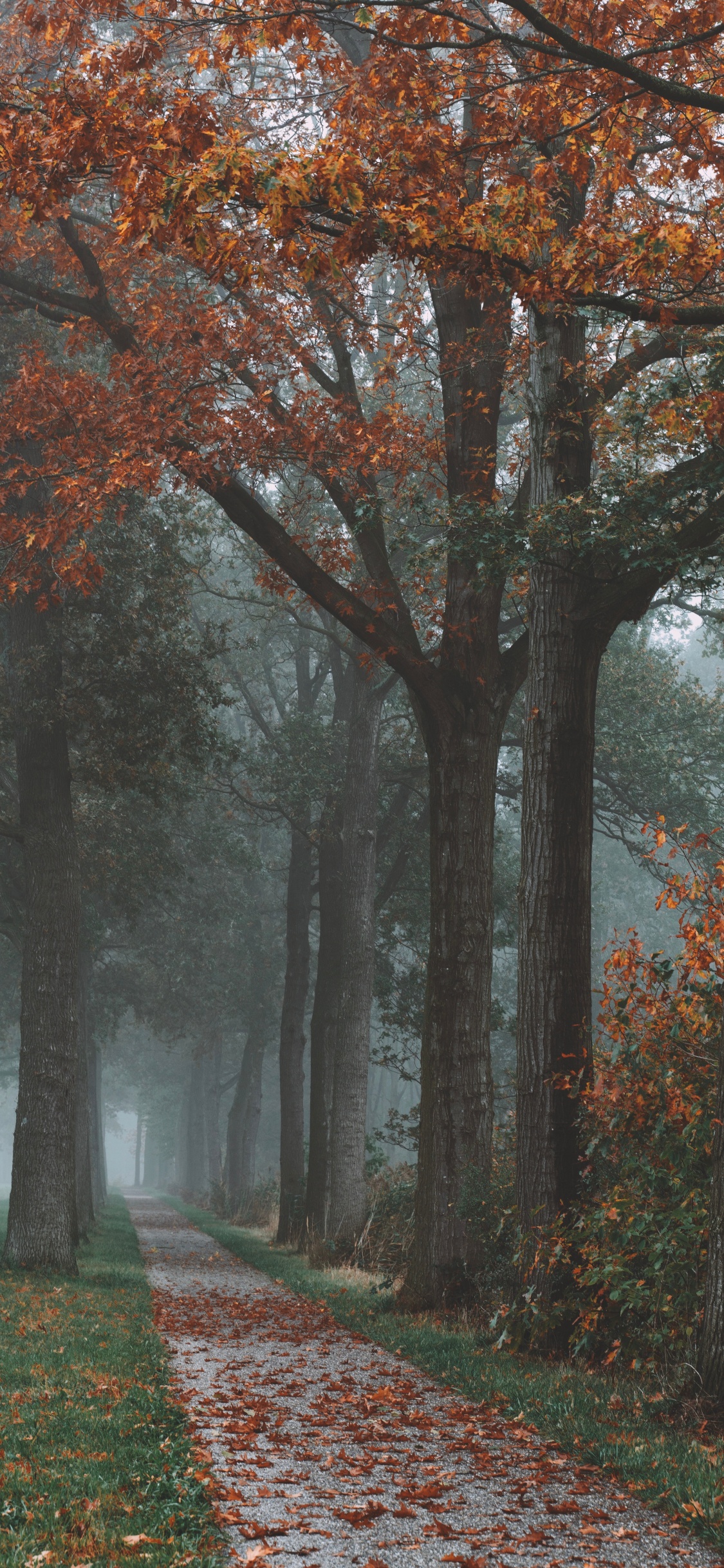 Tree, Nature, Natural Landscape, Leaf, Autumn. Wallpaper in 1125x2436 Resolution