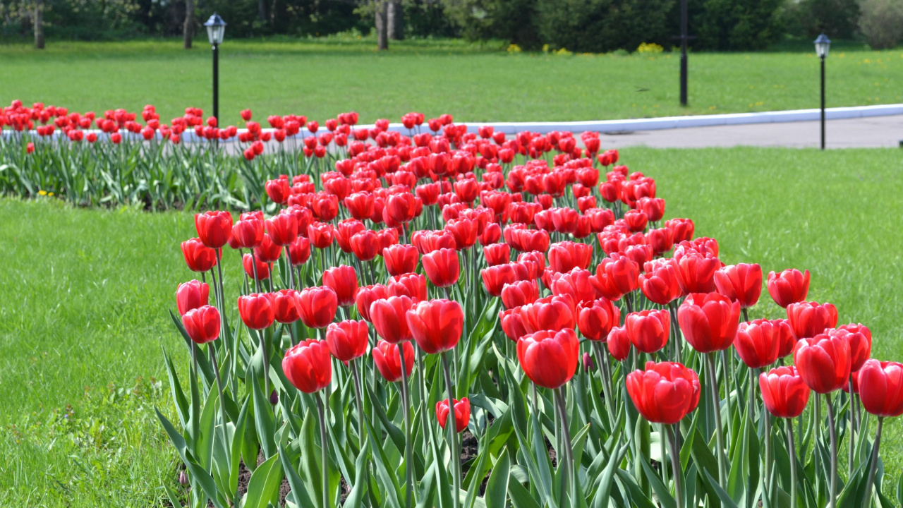Red Tulips Field Near Road During Daytime. Wallpaper in 1280x720 Resolution