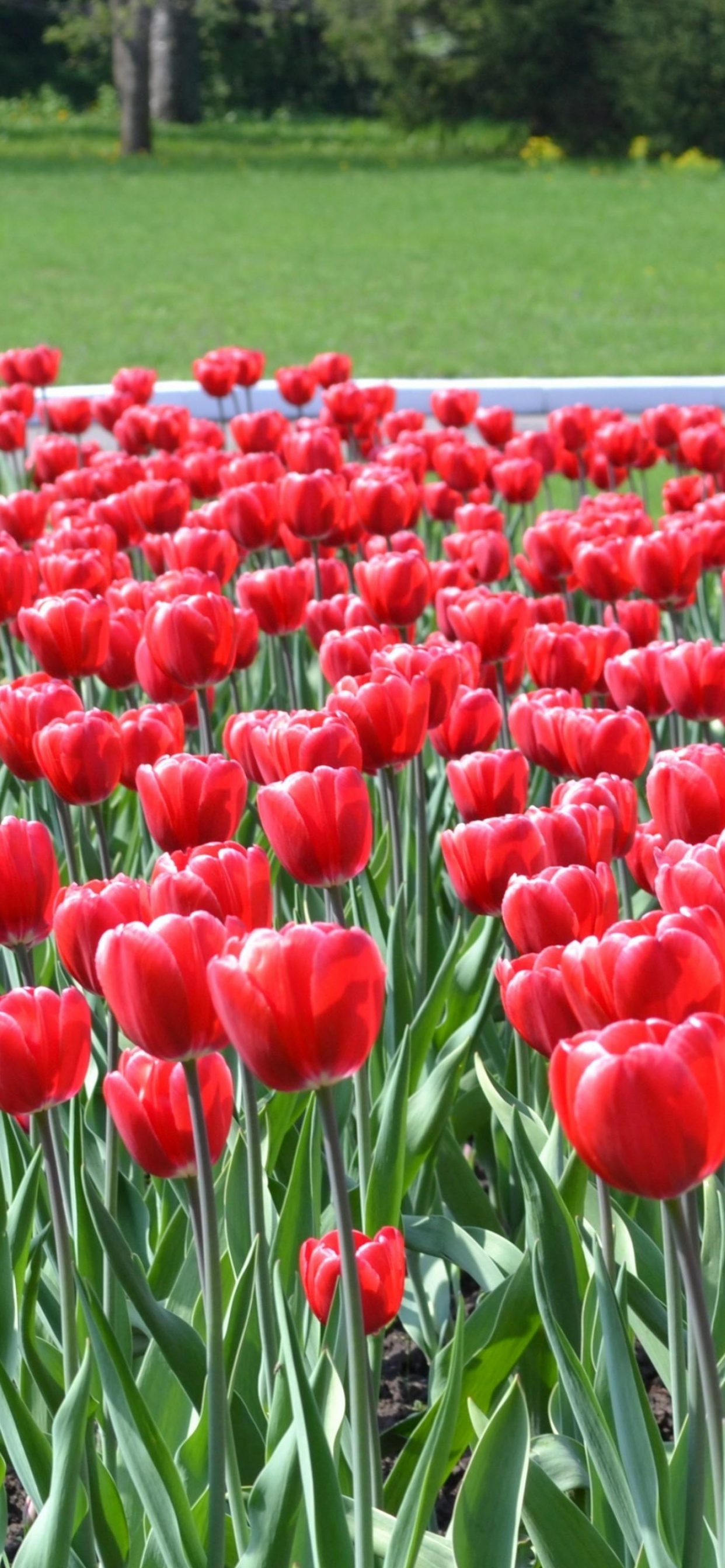 Champ de Tulipes Rouges Près de la Route Pendant la Journée. Wallpaper in 1242x2688 Resolution