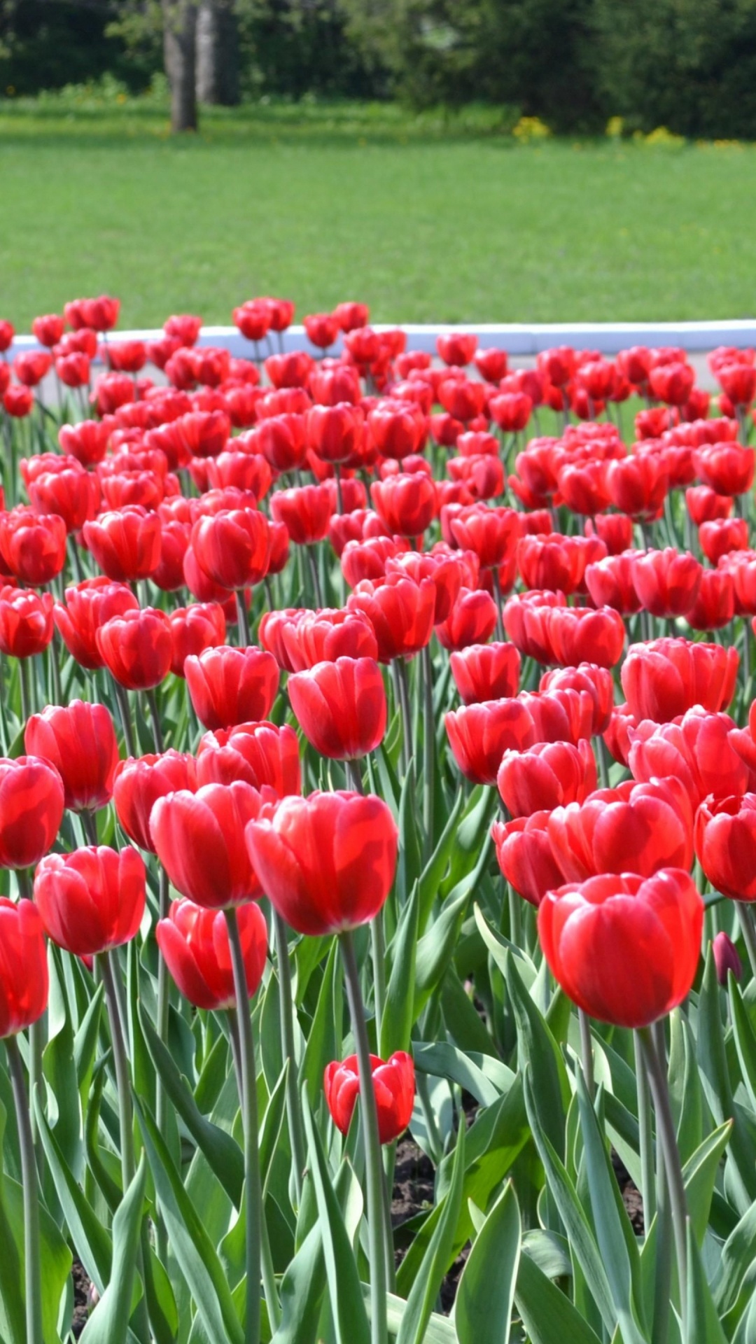 Rotes Tulpenfeld in Der Nähe Der Straße Tagsüber. Wallpaper in 1080x1920 Resolution