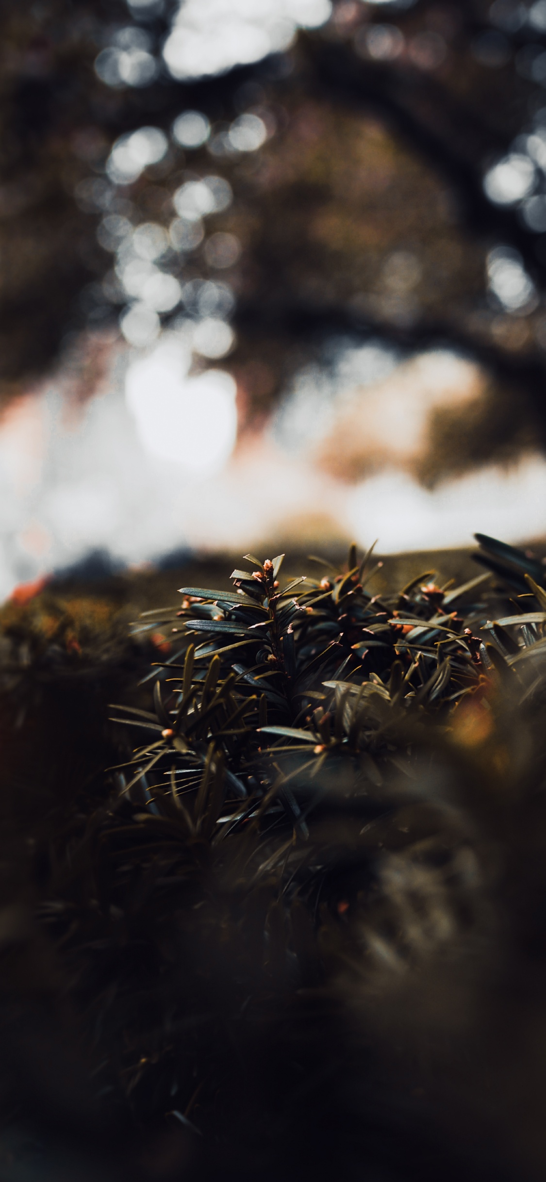 Brown Dried Grass During Daytime. Wallpaper in 1125x2436 Resolution