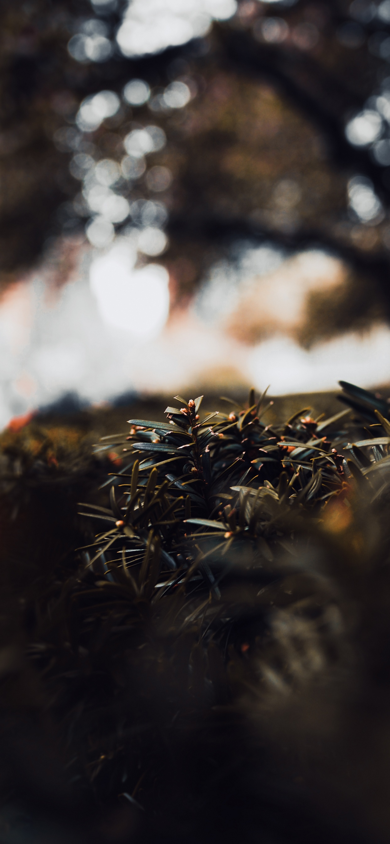 Brown Dried Grass During Daytime. Wallpaper in 1242x2688 Resolution