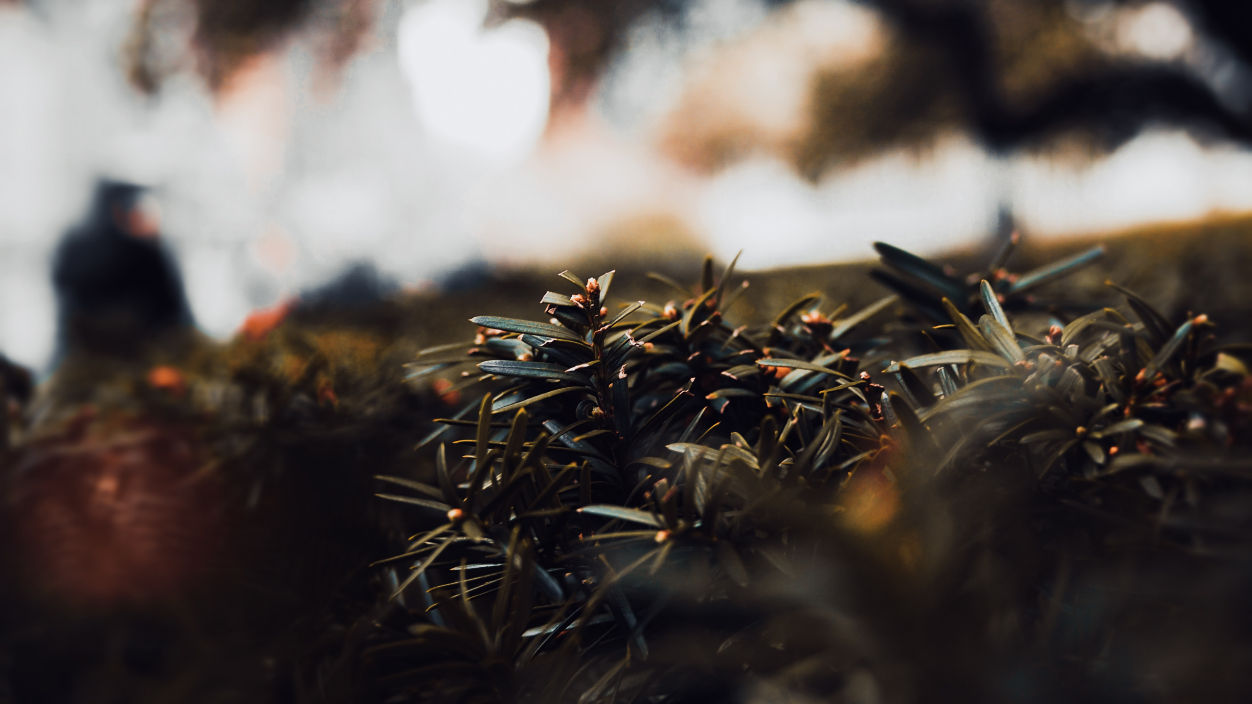 Brown Dried Grass During Daytime. Wallpaper in 2560x1440 Resolution