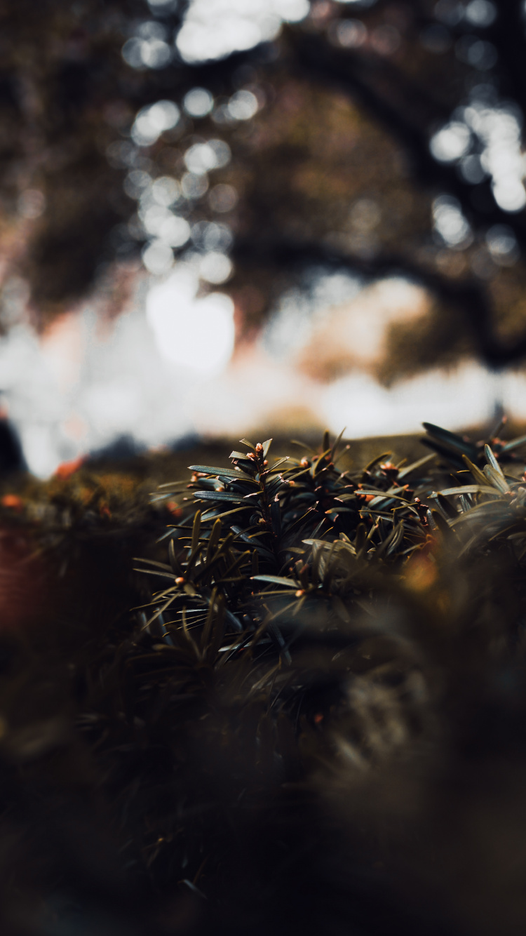 Brown Dried Grass During Daytime. Wallpaper in 750x1334 Resolution