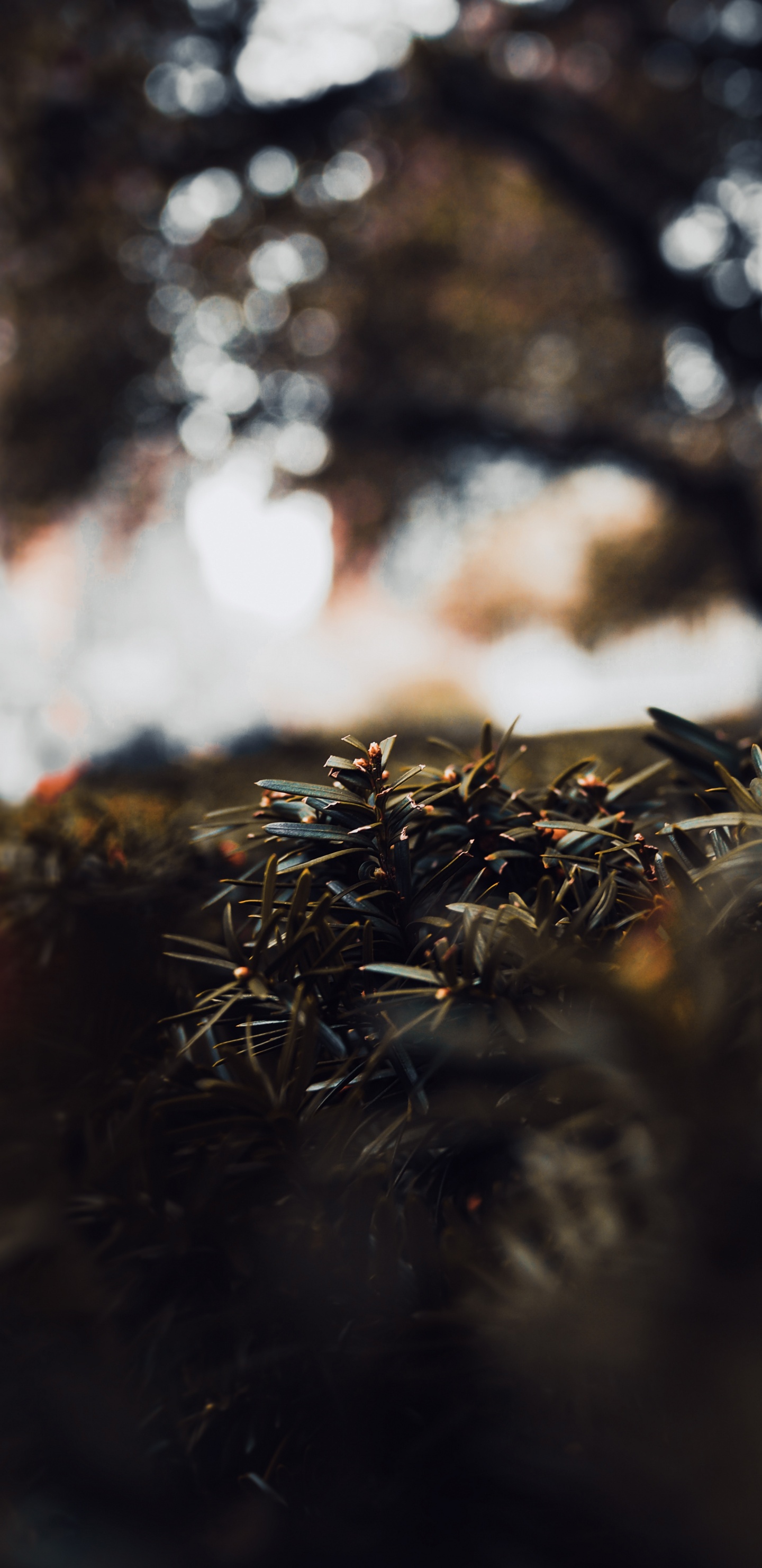 Herbe Séchée Brune Pendant la Journée. Wallpaper in 1440x2960 Resolution