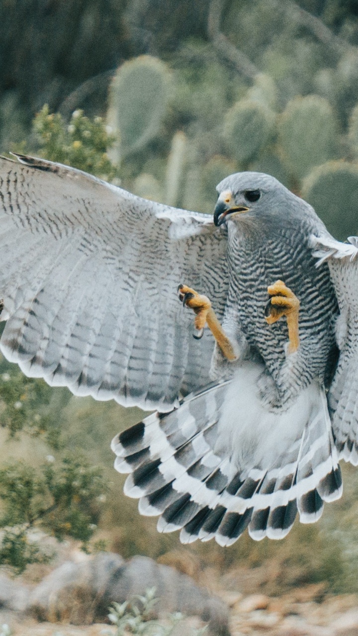 金鹰, 老鹰, 鸟的猎物, 鸟, Falconiformes 壁纸 720x1280 允许