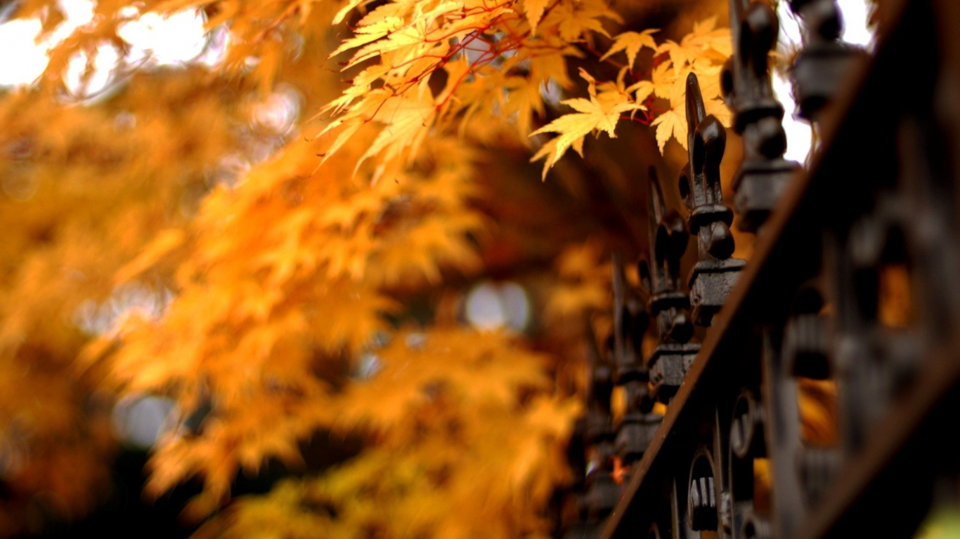 Feuilles Brunes Sur Clôture en Métal Noir. Wallpaper in 1366x768 Resolution