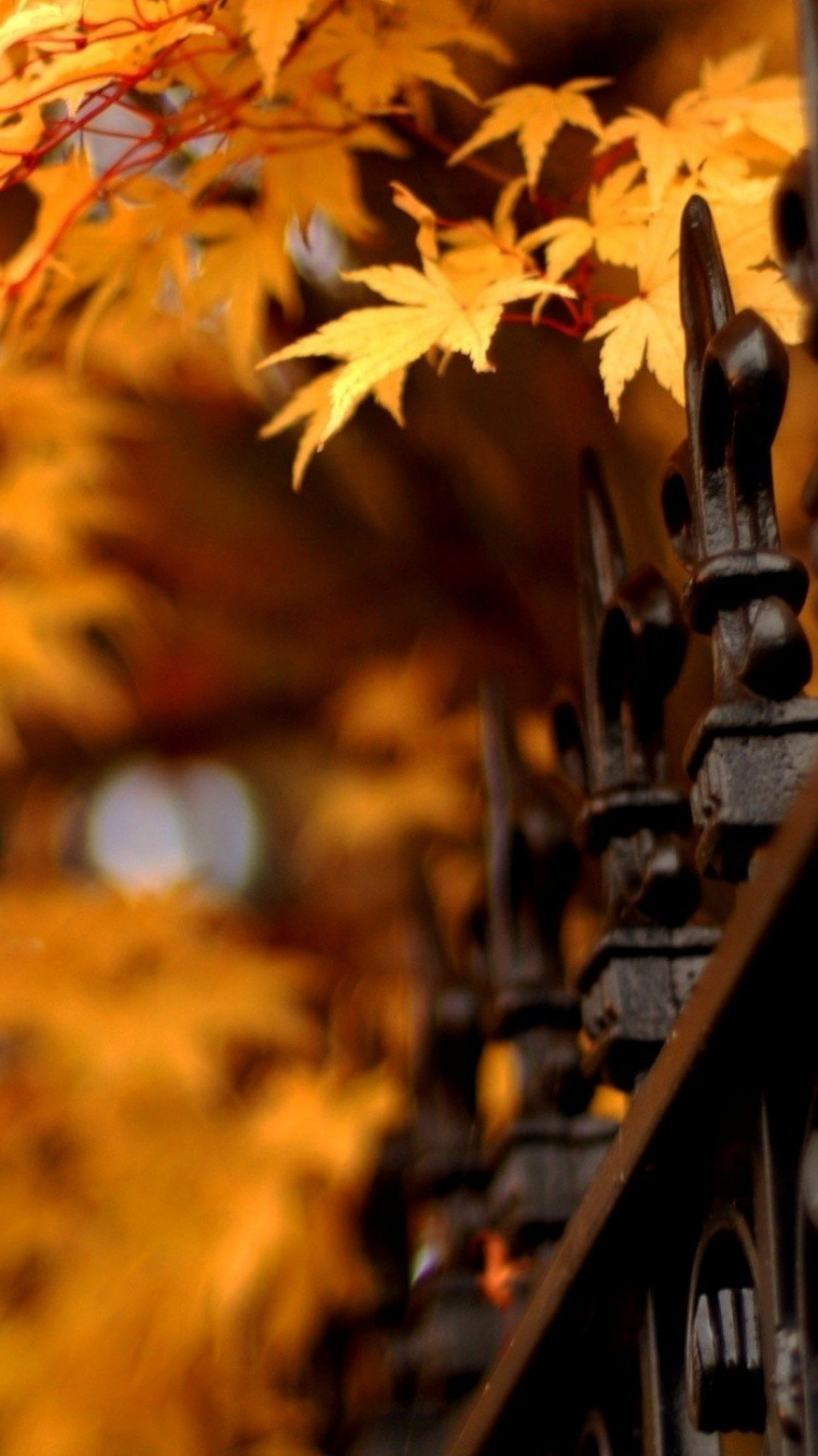 Feuilles Brunes Sur Clôture en Métal Noir. Wallpaper in 750x1334 Resolution