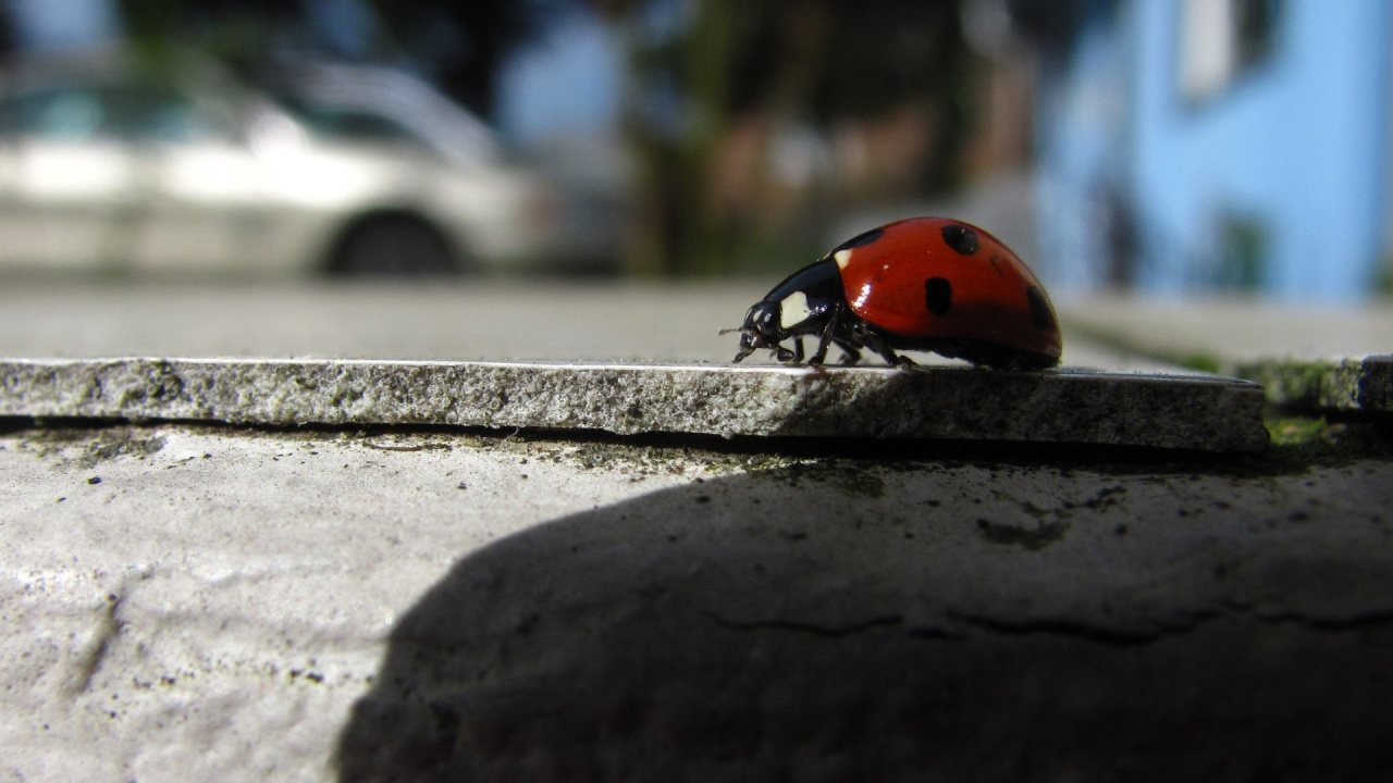 Coccinelle Rouge Sur Mur de Béton Gris Pendant la Journée. Wallpaper in 1280x720 Resolution