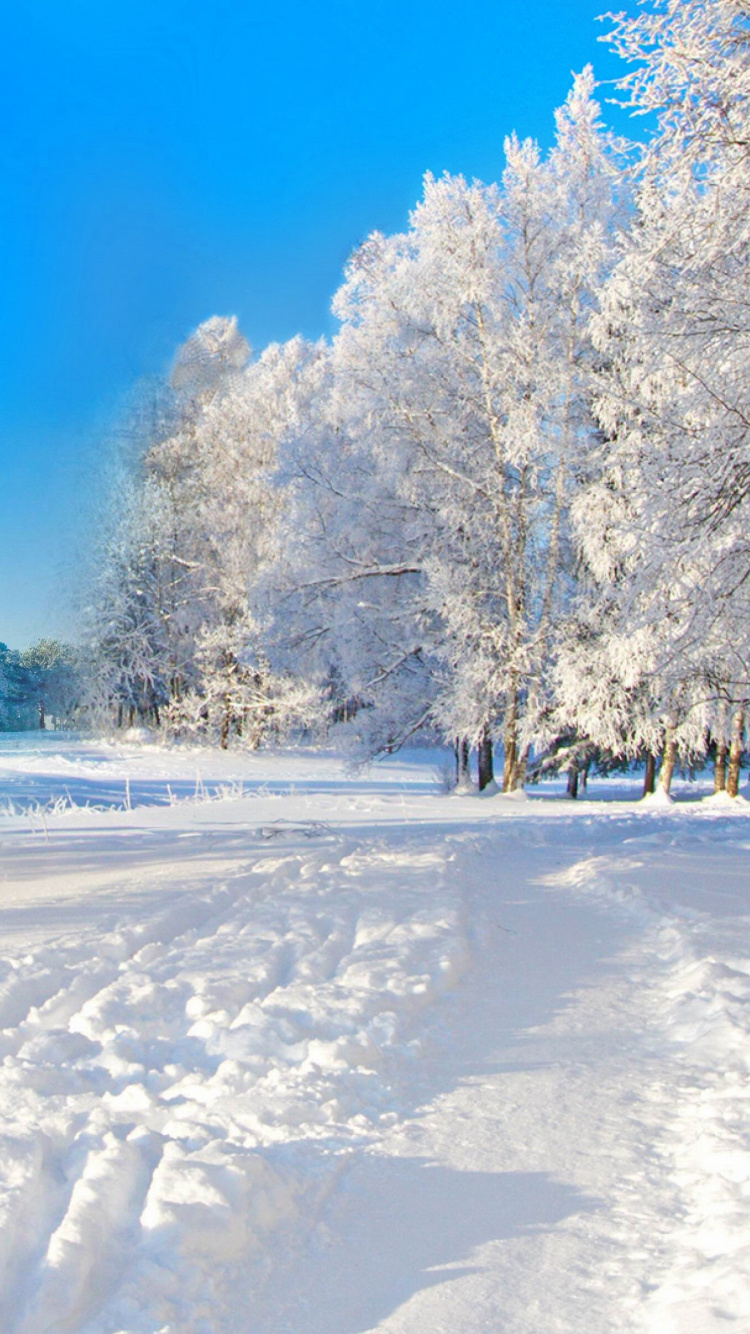 Arbres Blancs Sur Sol Couvert de Neige Sous Ciel Bleu Pendant la Journée. Wallpaper in 750x1334 Resolution