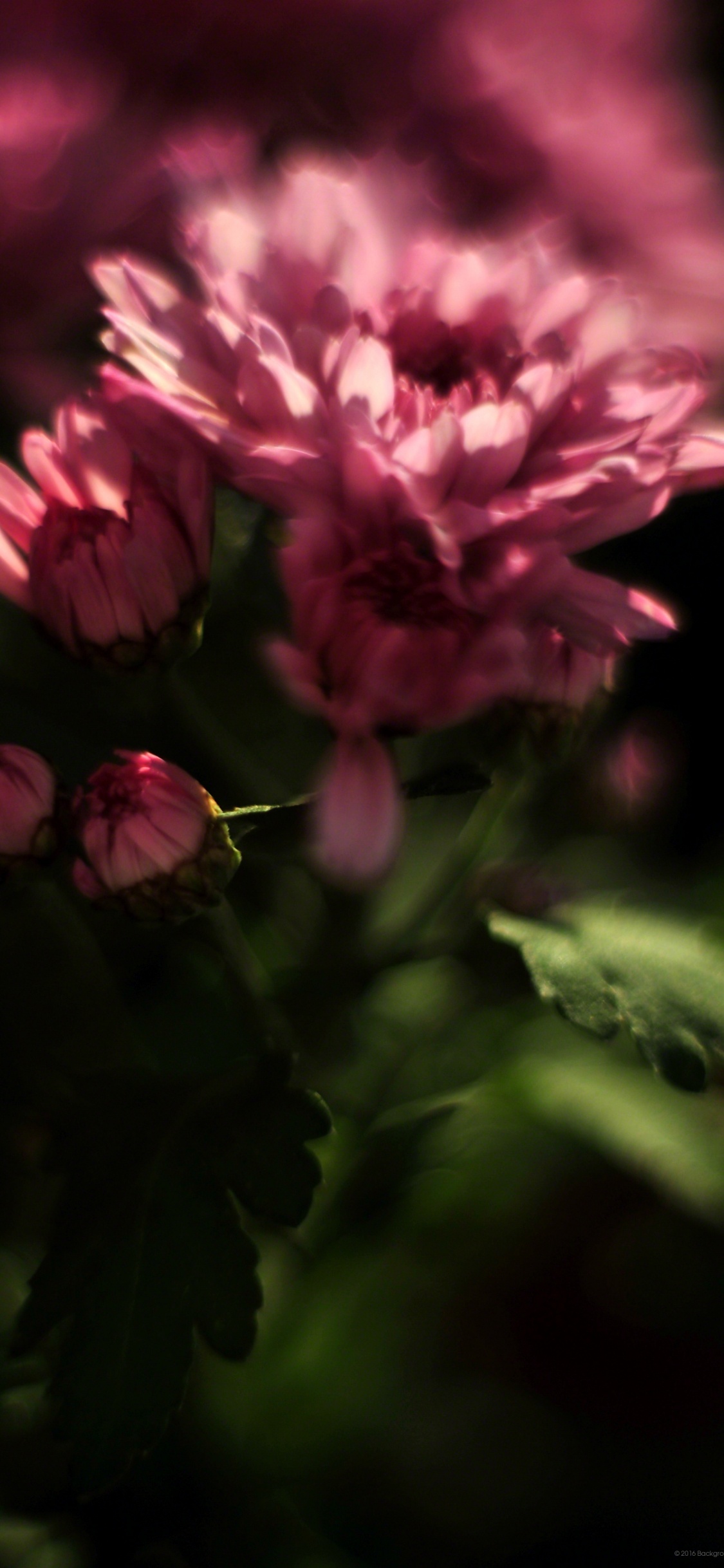 Rosa Blüten in Tilt-Shift-Linse. Wallpaper in 1125x2436 Resolution