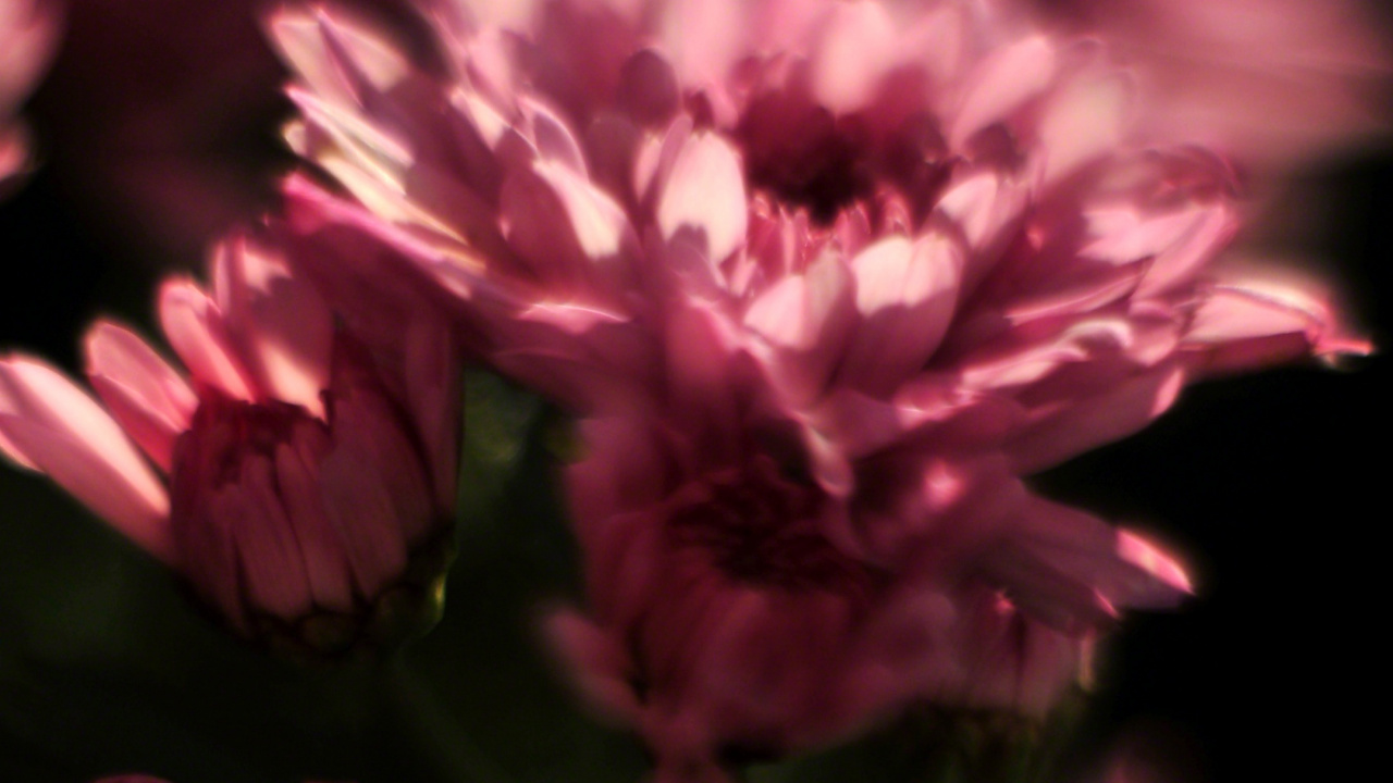 Fleurs Roses Dans L'objectif à Basculement. Wallpaper in 1280x720 Resolution