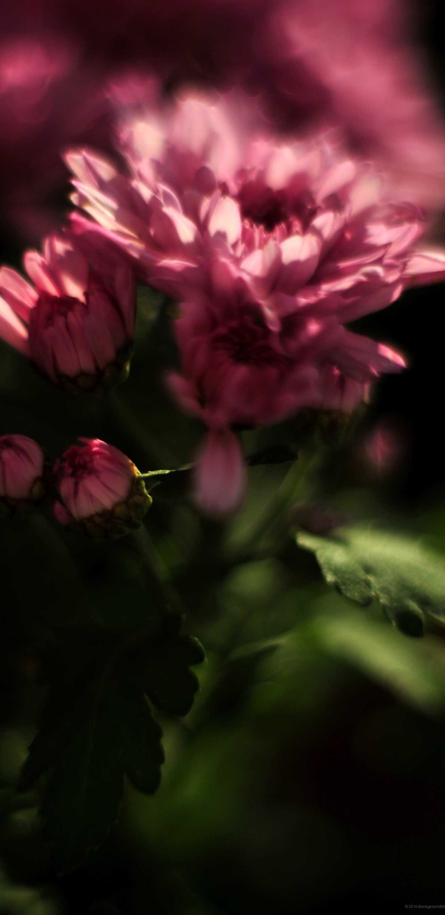 Flores Rosadas en Lentes de Cambio de Inclinación. Wallpaper in 1440x2960 Resolution
